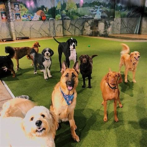 Doggie Daycare...And More